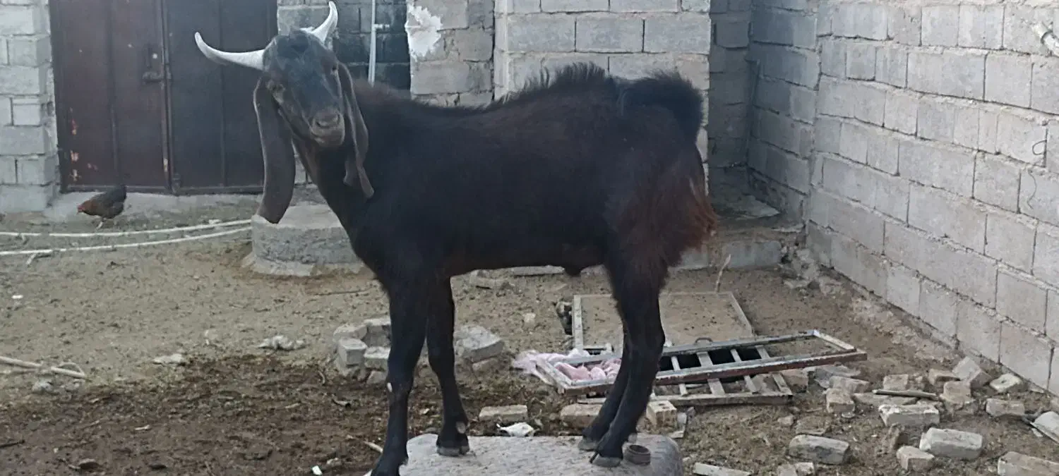 نری|حیوانات مزرعه|رستاق, |دیوار