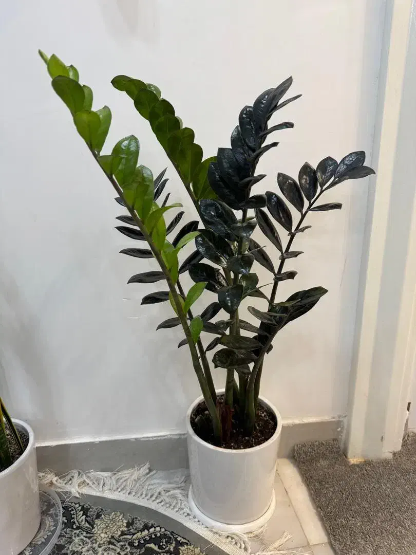 گل و گیاه طبیعی|گل و گیاه طبیعی|دزفول, |دیوار