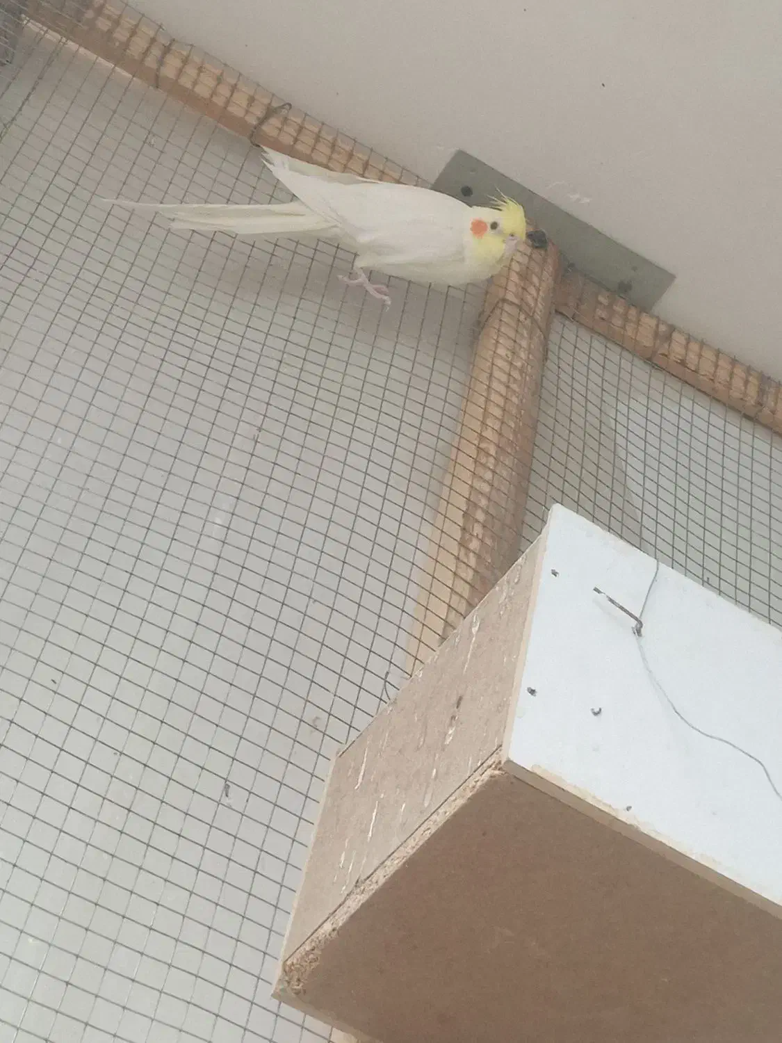 پرنده|پرنده|فلاورجان, |دیوار