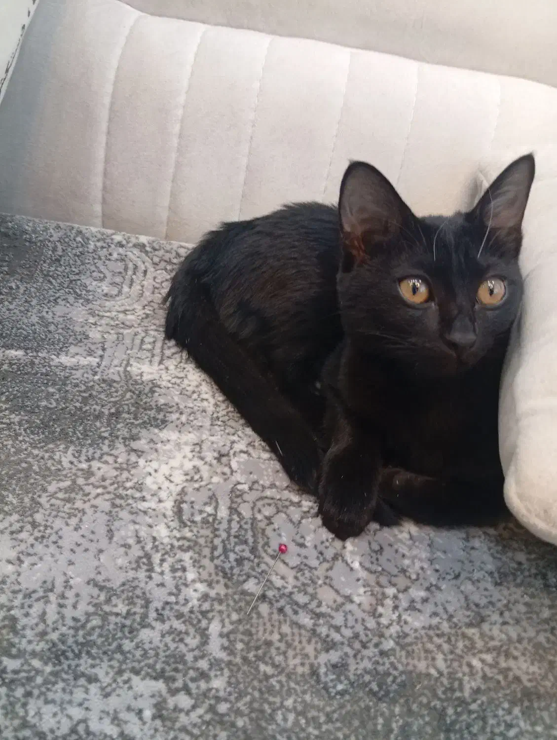 گربه|گربه|سیرجان, |دیوار