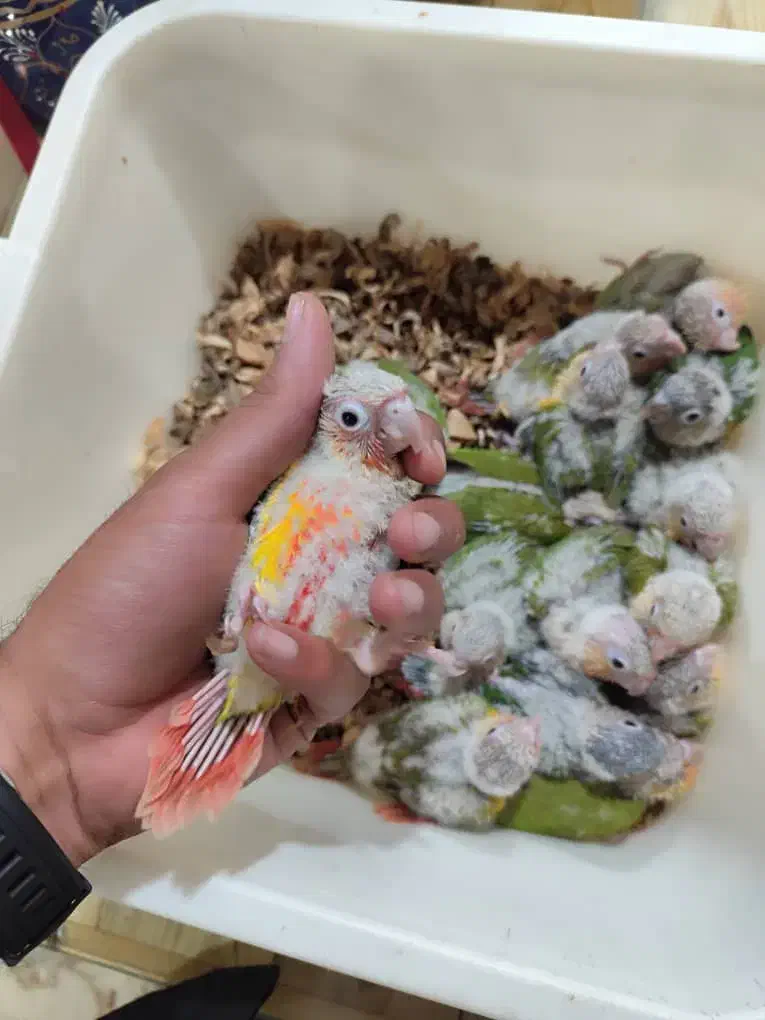 انواع طوطی سرلاکی گرینچیک با کیفیت بالا|پرنده|قائمشهر, |دیوار