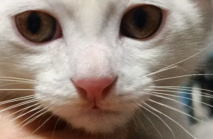 گربه ترکیش - پرشین|گربه|قرچک, مهدیه|دیوار