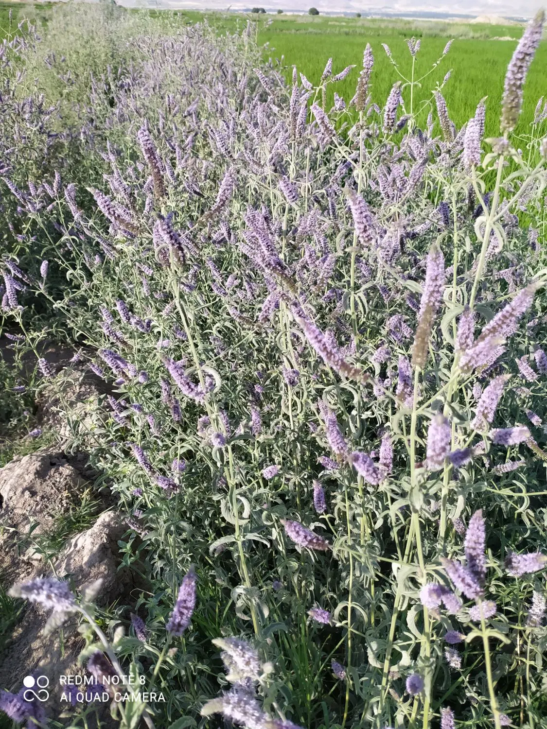 پونه|خوردنی و آشامیدنی|بروجرد, |دیوار