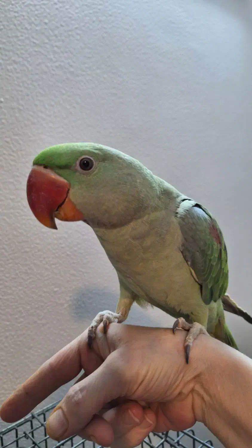 شاه طوطی|پرنده|شاهین‌شهر, حافظ شمالی|دیوار