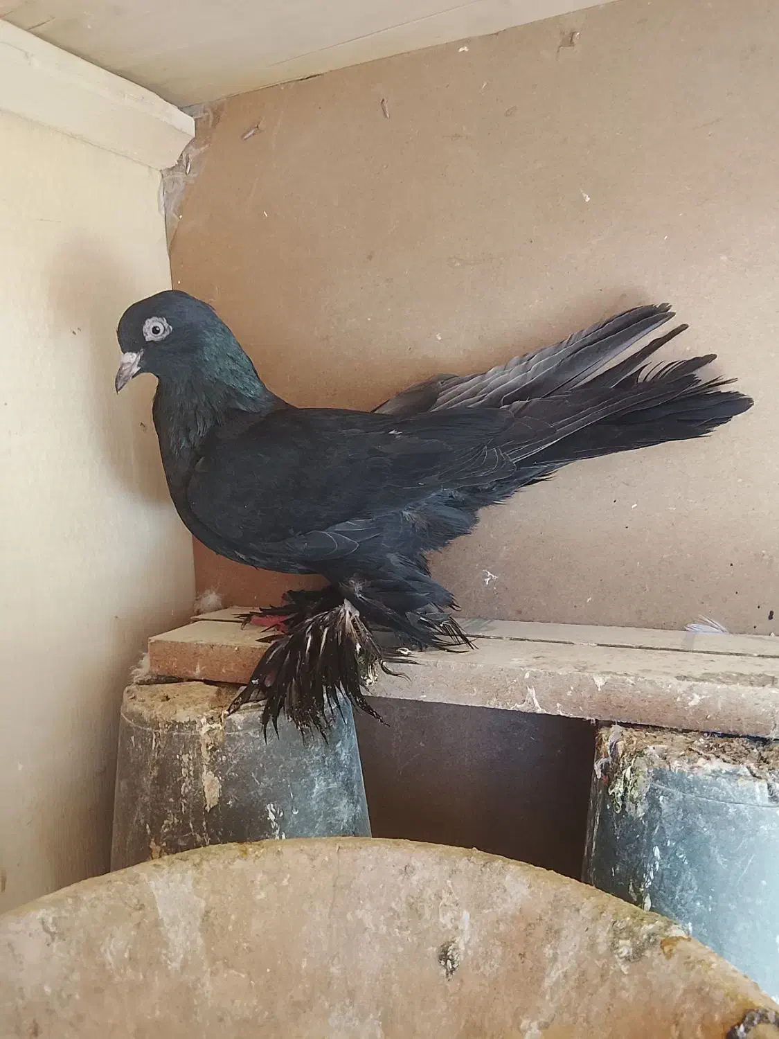 کبوتر قره|پرنده|تبریز, |دیوار