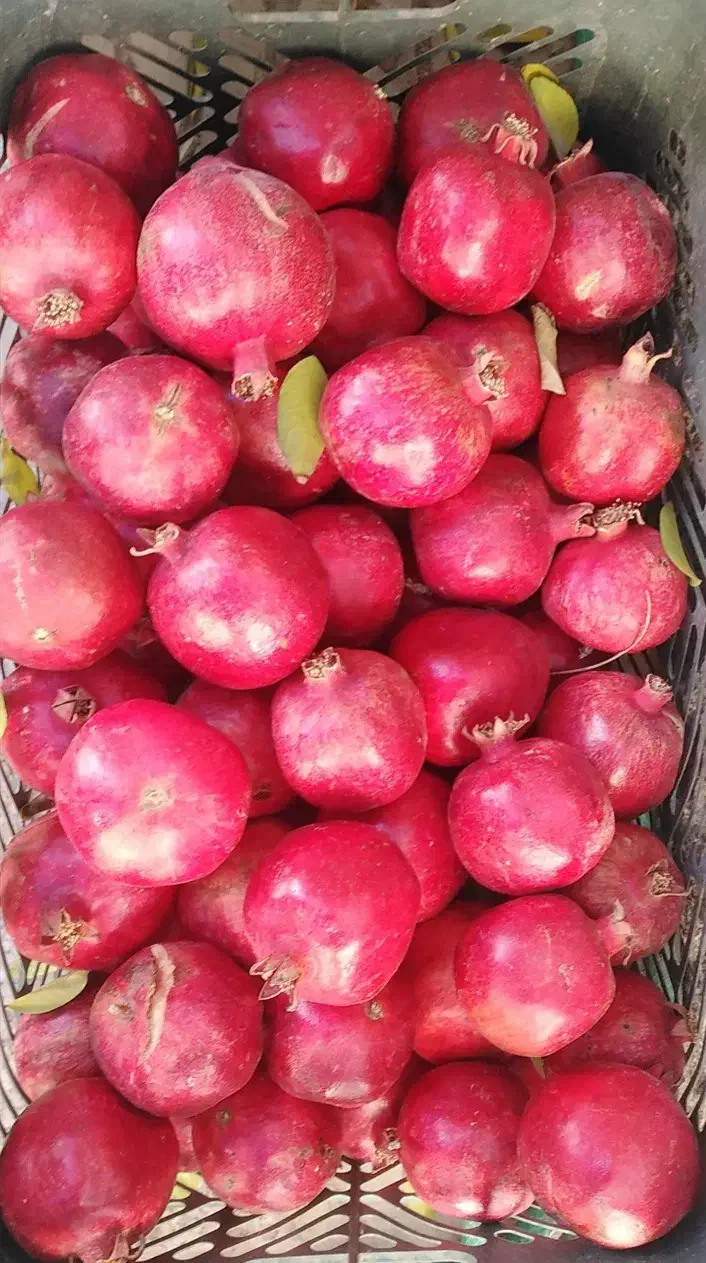 باغشهری ملوسجان بیضا|فروش خانه و ویلا|بیضا, |دیوار