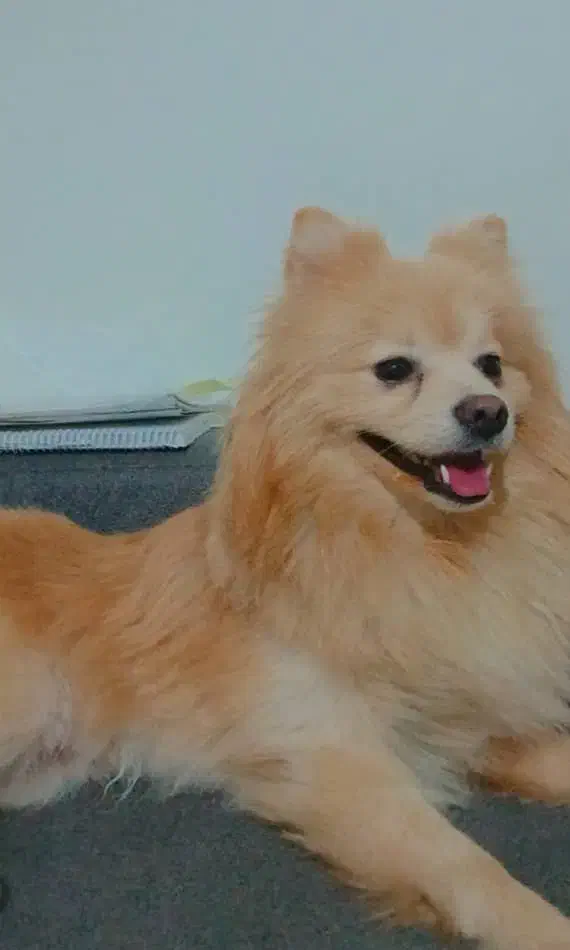 سگ پامر خرسی و روباهی معاوضه با توله ژرمن نر|سگ|تهران, علم و صنعت|دیوار