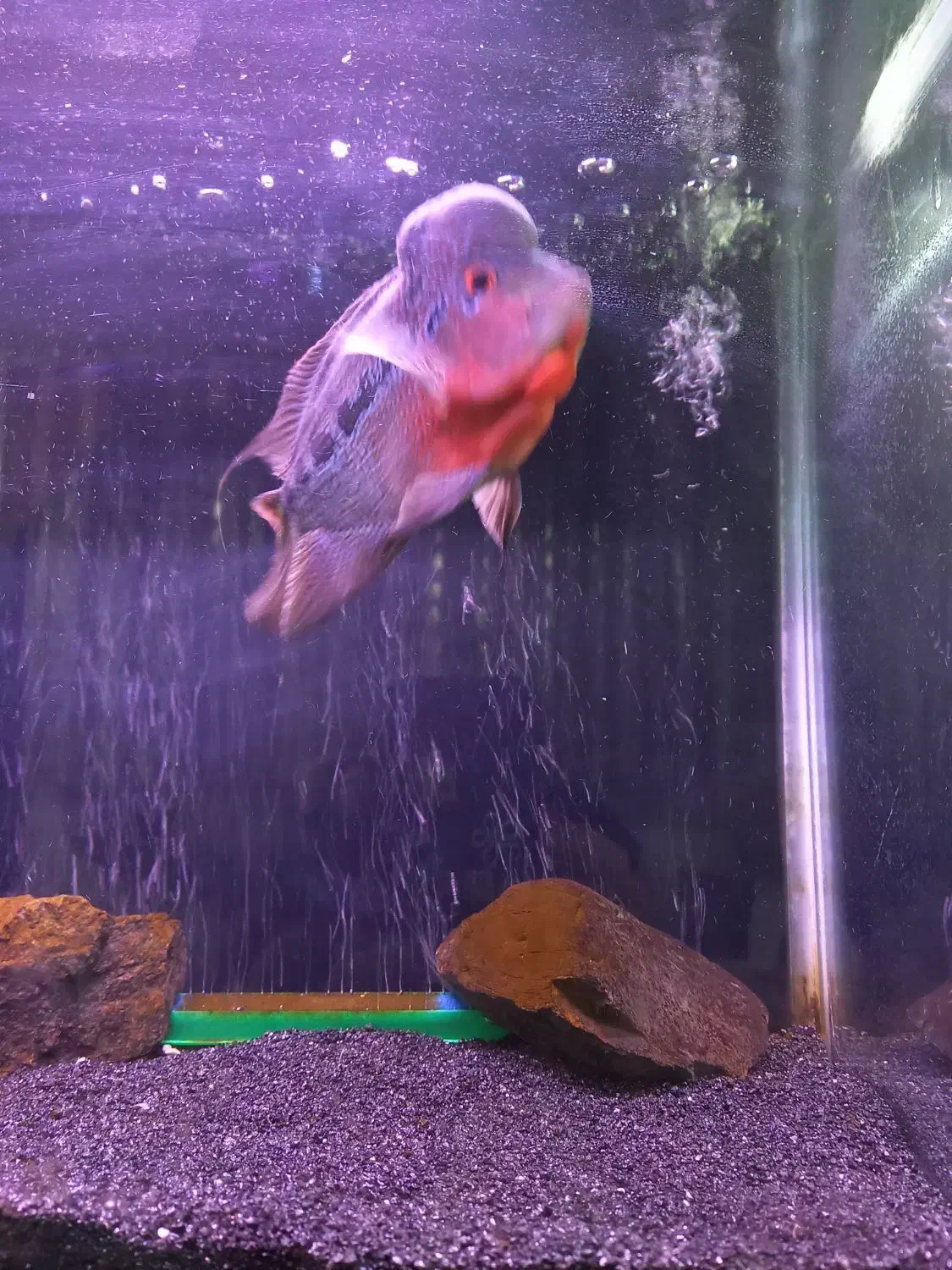 ماهی فلاور خاص و تک|ماهی|قم, شاه ابراهیم|دیوار