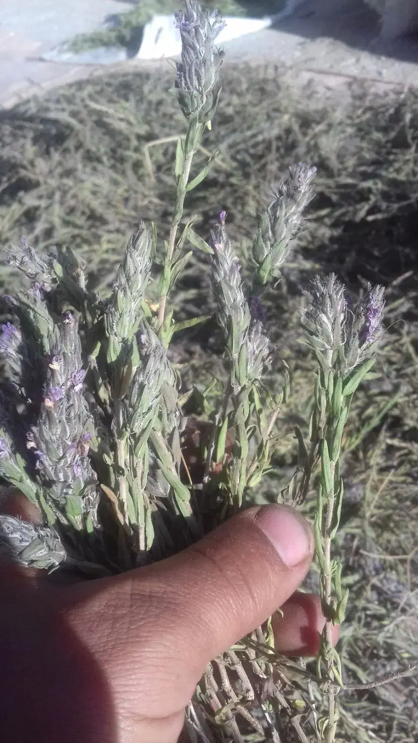 ازبوه|خوردنی و آشامیدنی|ایوان, |دیوار