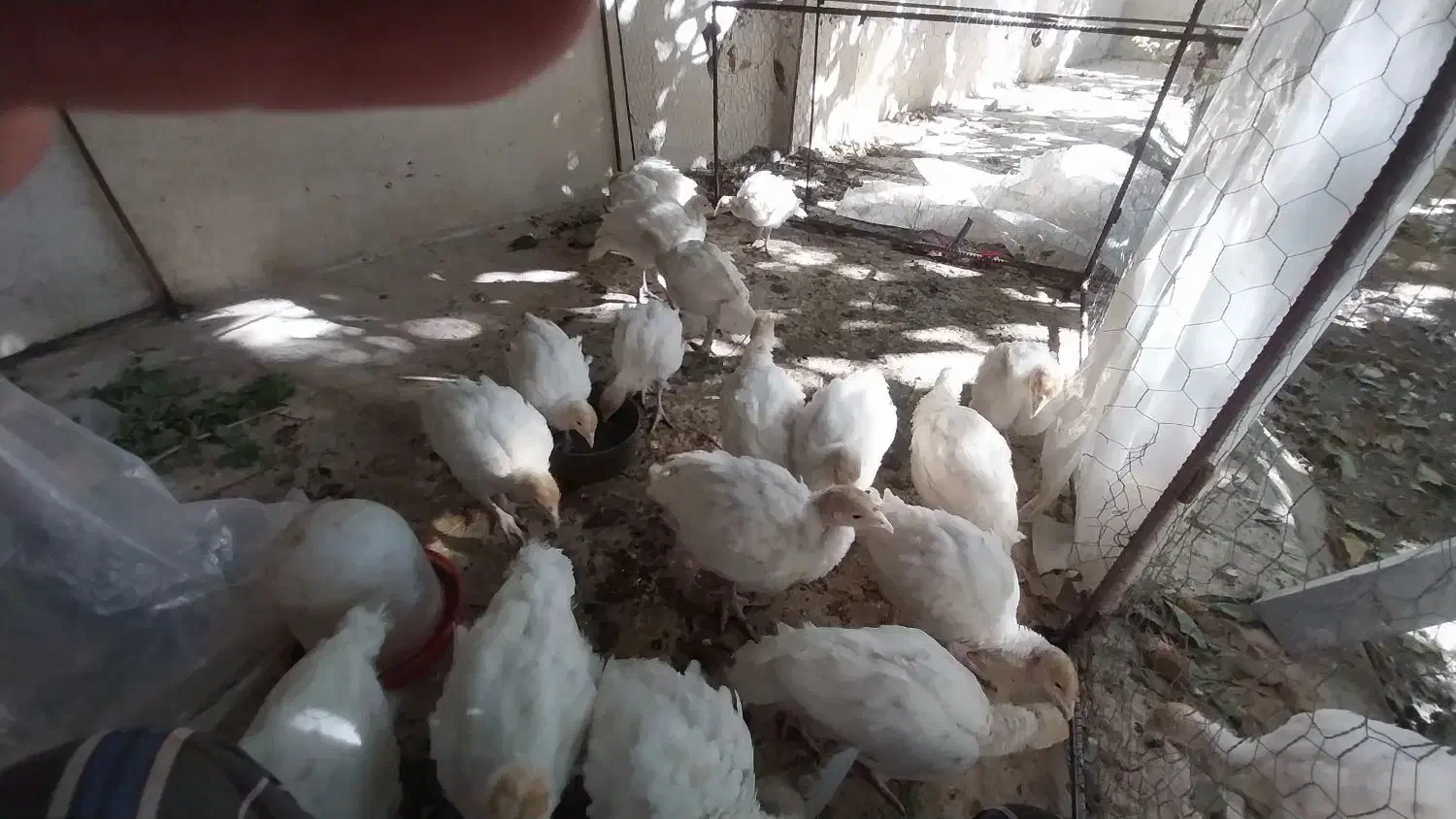 جوجه بوقلمون آماده برای پروارکردن|حیوانات مزرعه|شازند, |دیوار