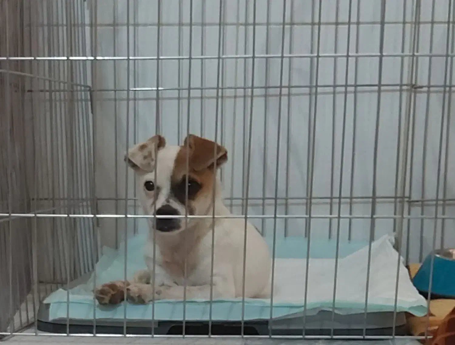 واگذاری  رایگان سگ جک راسل|سگ|اقلید, |دیوار