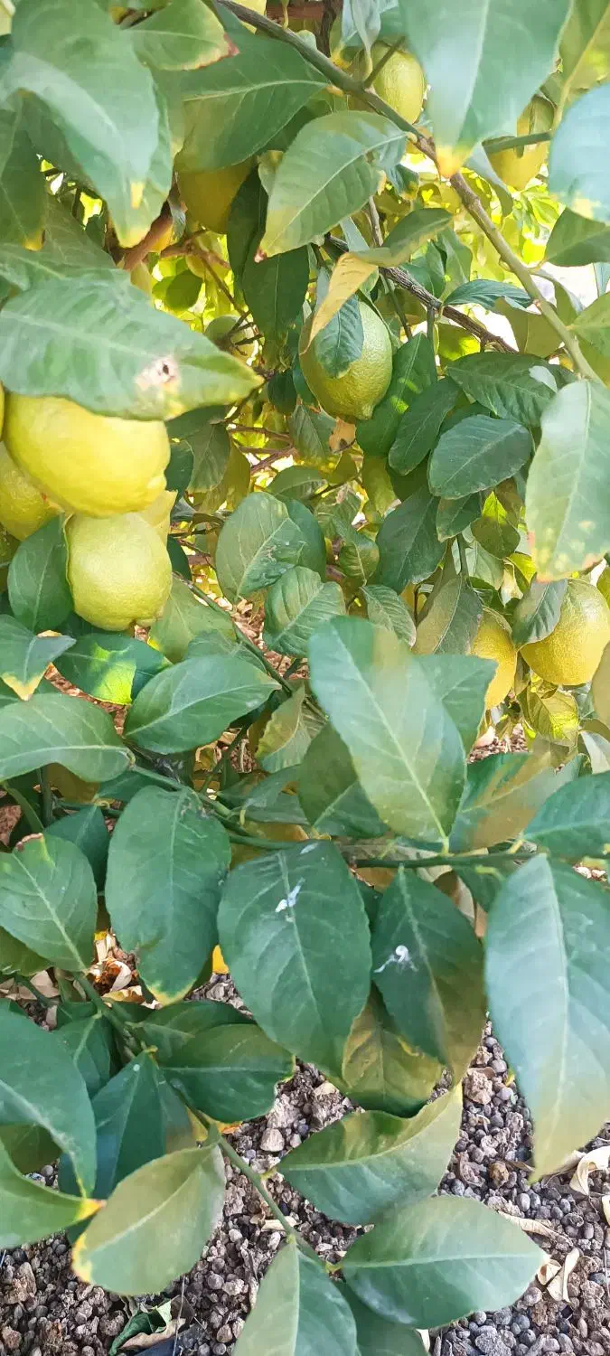 لیمو خاگی مخصوص سردخانه|عمده‌فروشی|جهرم, |دیوار