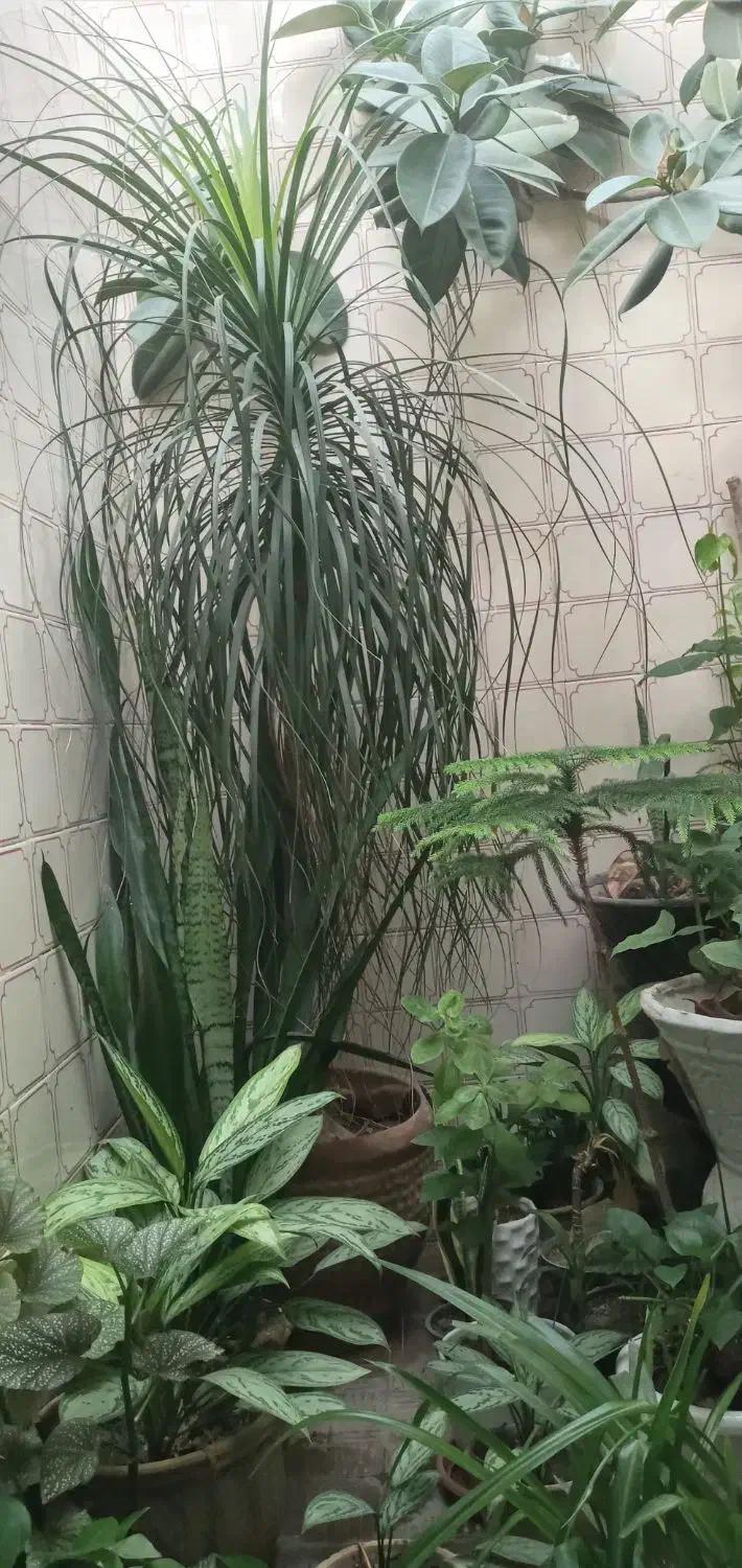 گل لیندای خیلی بزرگ|گل و گیاه طبیعی|مشکین‌دشت, |دیوار