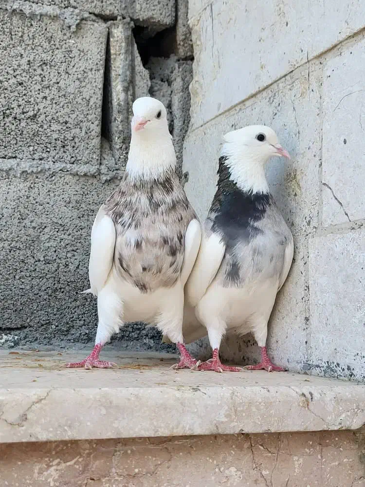 کبوتر|پرنده|خورموج, |دیوار