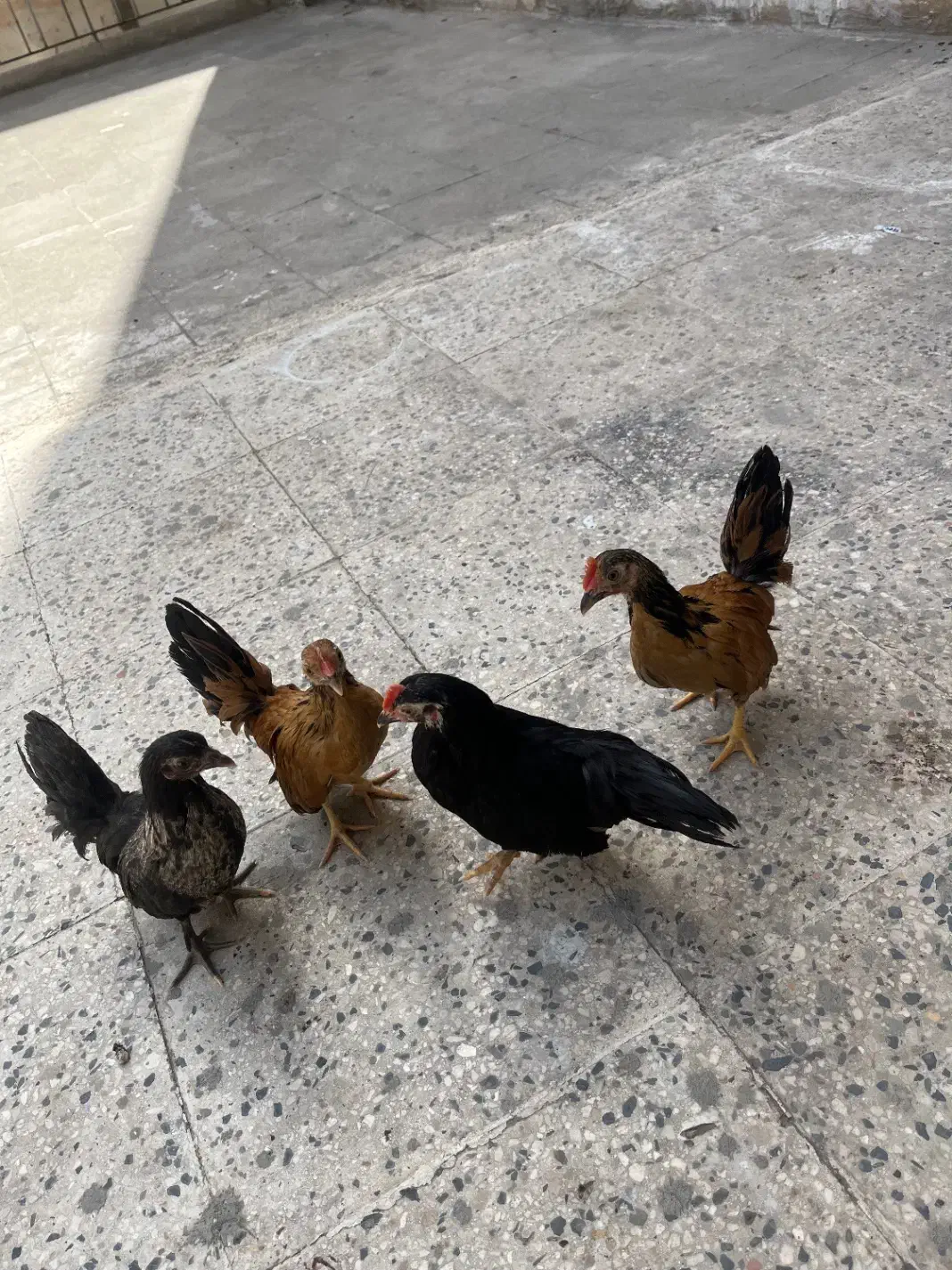 سه عدد مرغ خروس جاپنیز زینتی|حیوانات مزرعه|تهران, صد دستگاه|دیوار