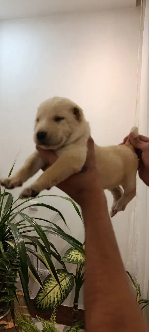 سگ نگهبان|سگ|چابهار, |دیوار