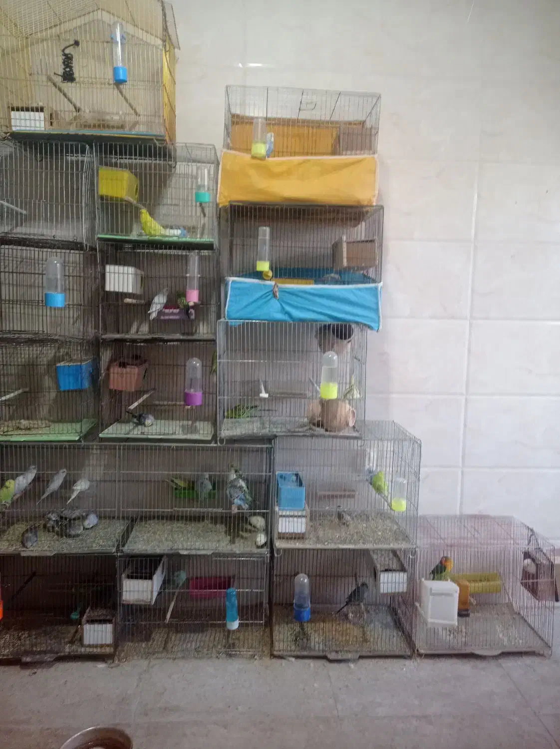 فروش انواع پرنده|پرنده|ایذه, |دیوار