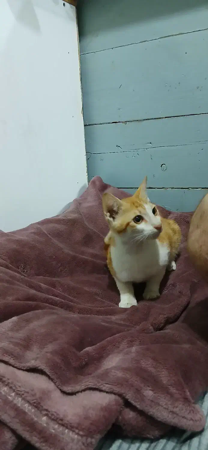 پیدا شده|حیوانات|کیش, |دیوار