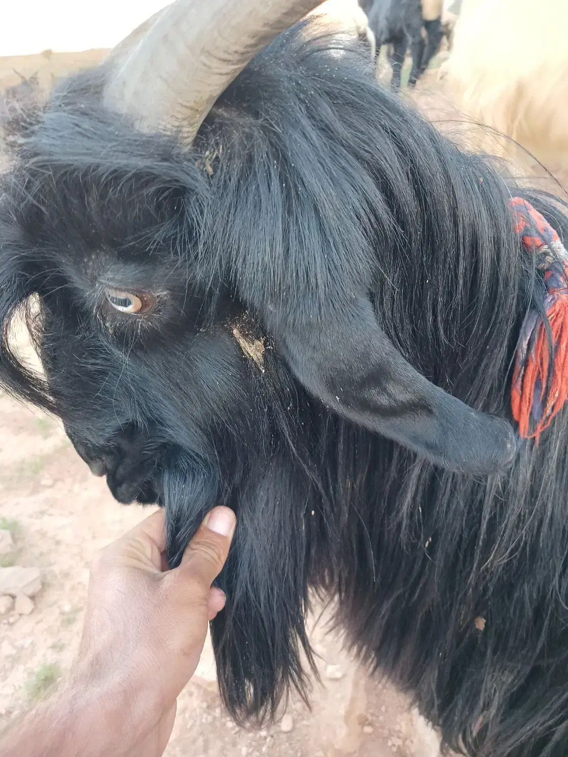 بَهده گلداری|حیوانات مزرعه|مسجد سلیمان, |دیوار