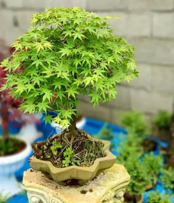 بونسای افرا و پیرکانتا|گل و گیاه طبیعی|تهران, امیرآباد|دیوار