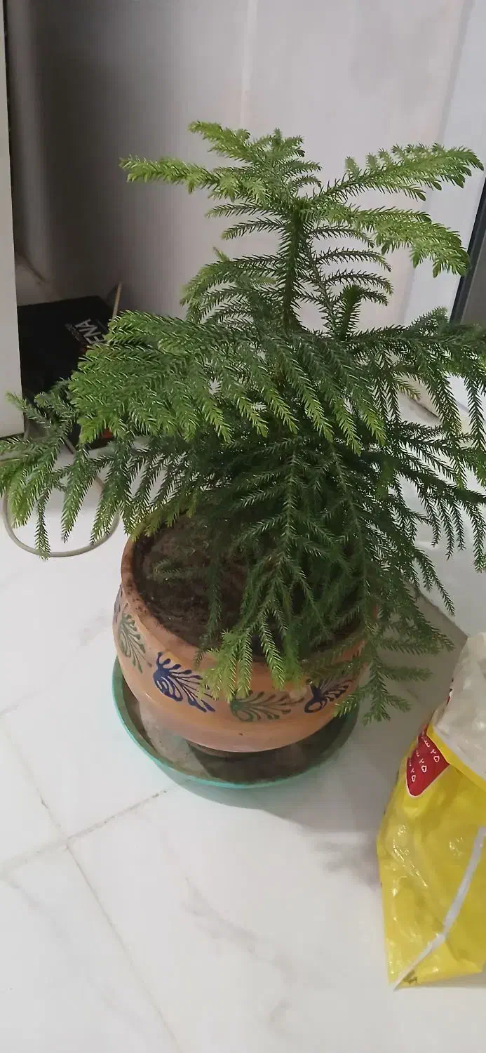 گل خونگی|گل و گیاه طبیعی|قروه, |دیوار