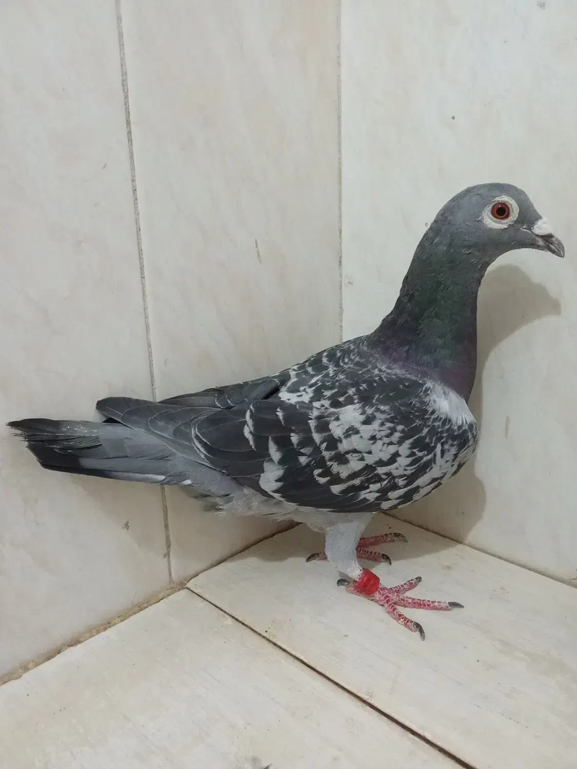 دمبی و سبز پلاکی و کوهی اصل|پرنده|شیراز, وزیرآباد|دیوار