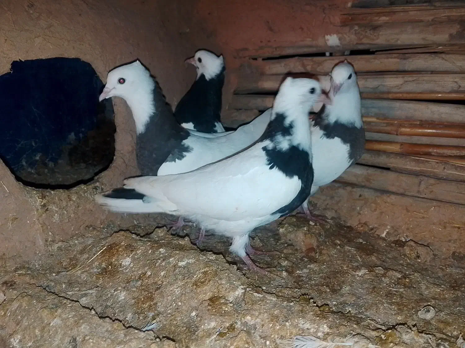 طوق|پرنده|زاگرس, |دیوار