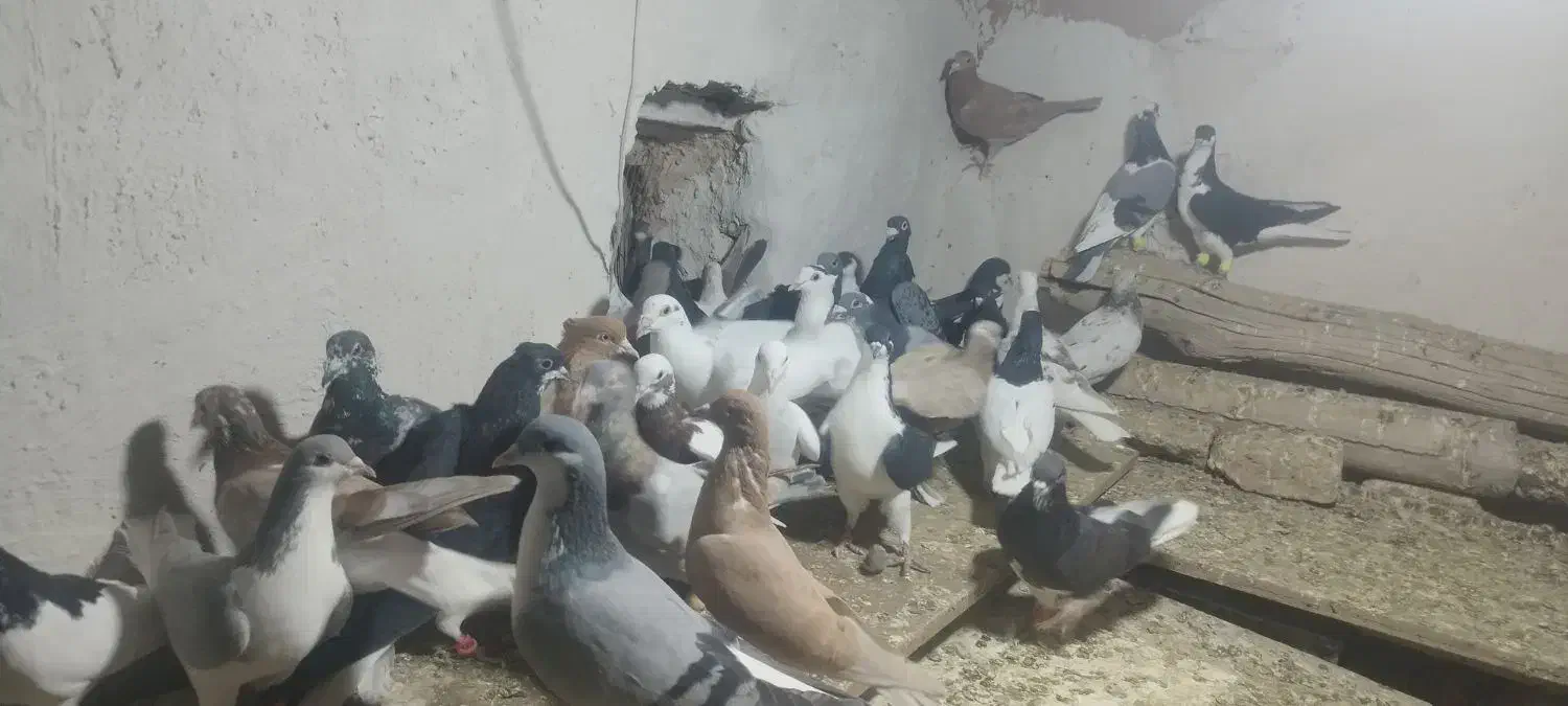 ۴۰تا کفتر پرشی زدوخوردی|پرنده|آبگرم, |دیوار