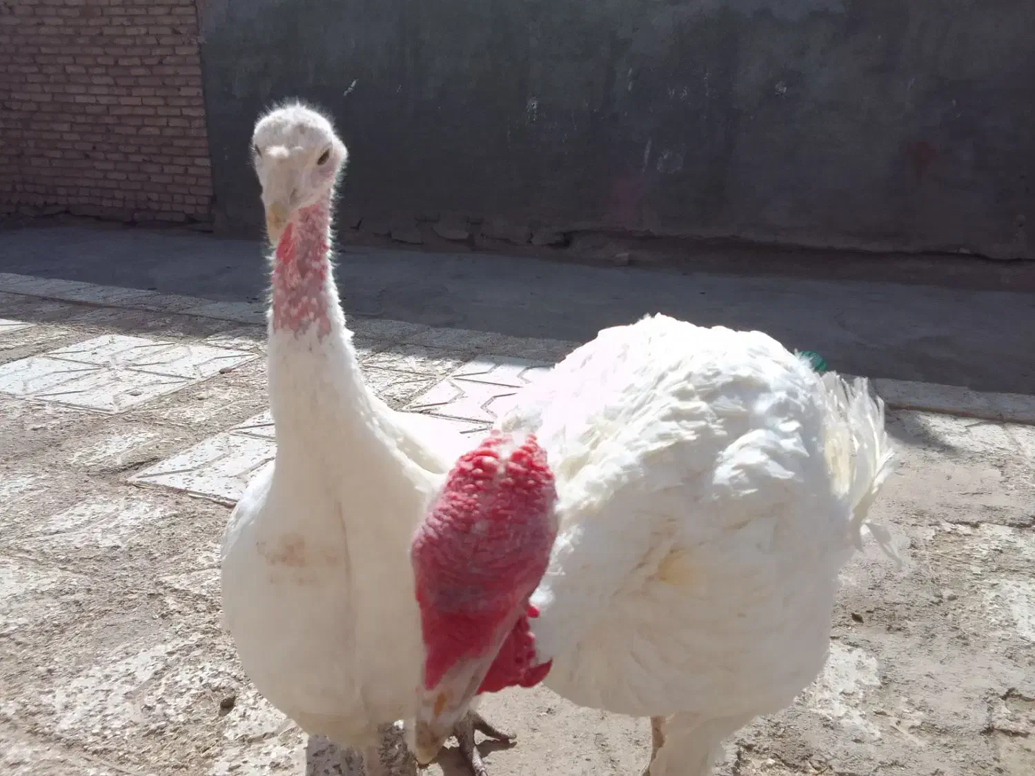 بغلمون گوشتی به فروش میرسد|حیوانات مزرعه|عطاملک, |دیوار