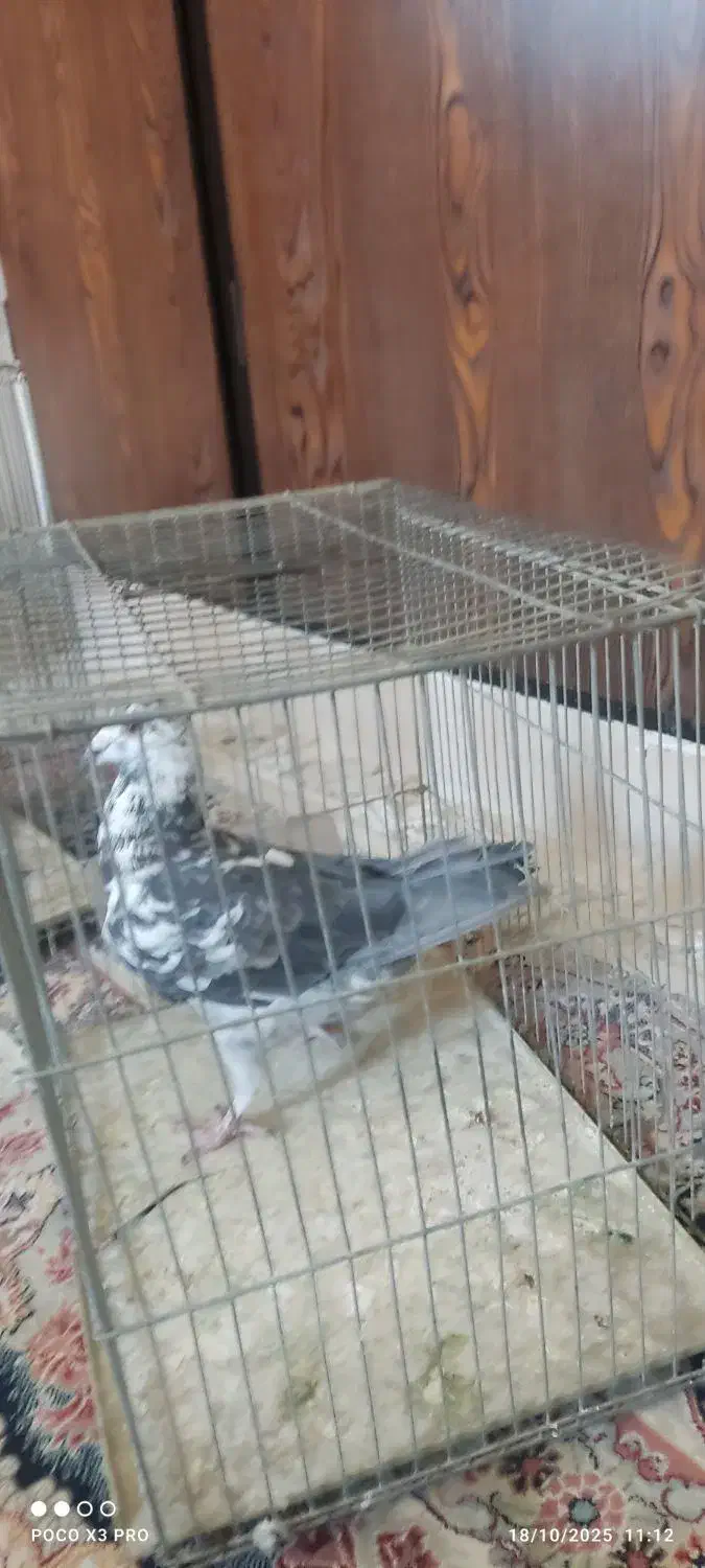 کبوتر|پرنده|شیراز, جانبازان|دیوار