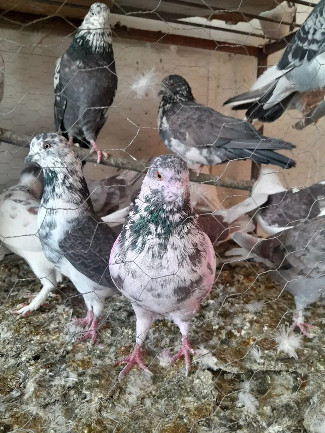 کفتر پرشی. ویاهو|پرنده|قم, نخودی|دیوار