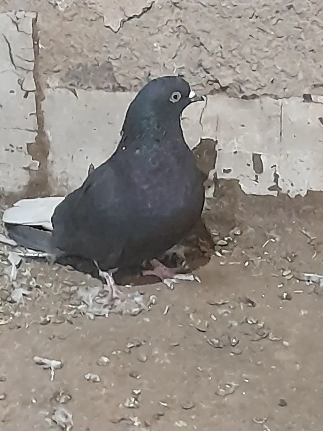 س تا حیوون جون|پرنده|تربتحیدریه, دیزقند|دیوار