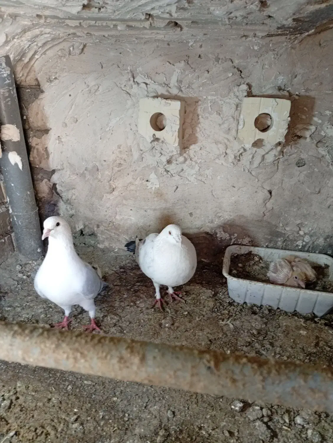 کبوتر|پرنده|مشهد, کشف|دیوار