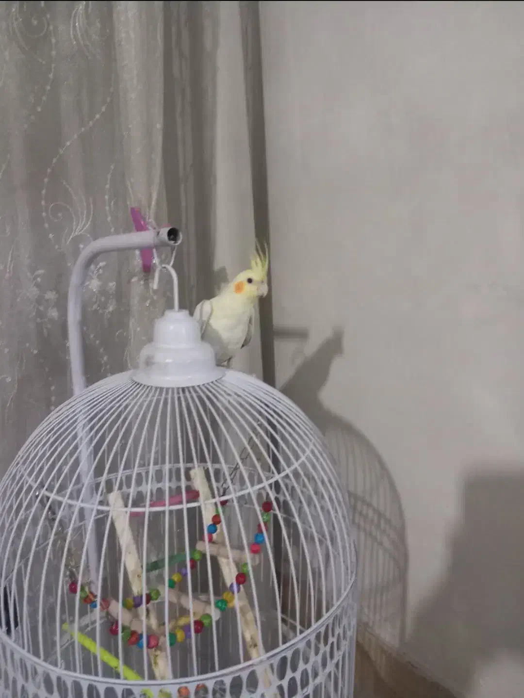 یک جفت عروس هلندی با قفس|پرنده|مشهد, کارمندان دوم|دیوار