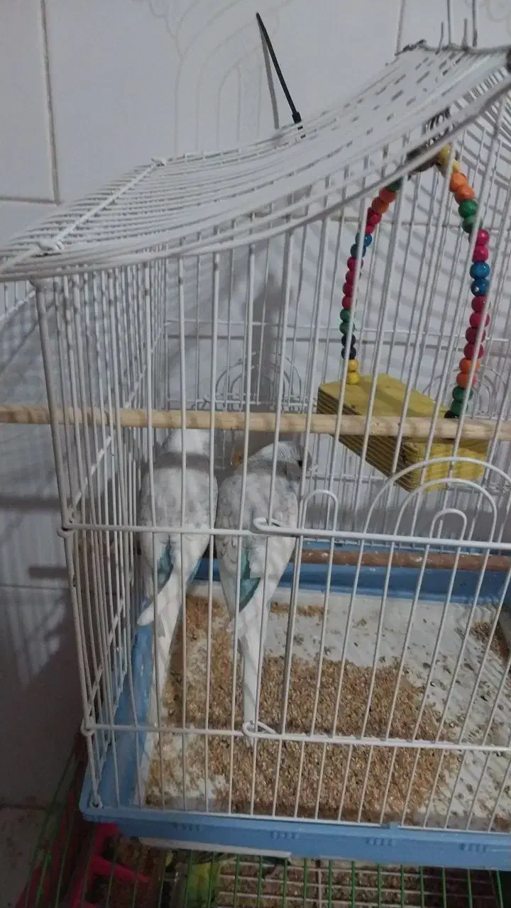 انگلیسی|پرنده|ابهر, |دیوار