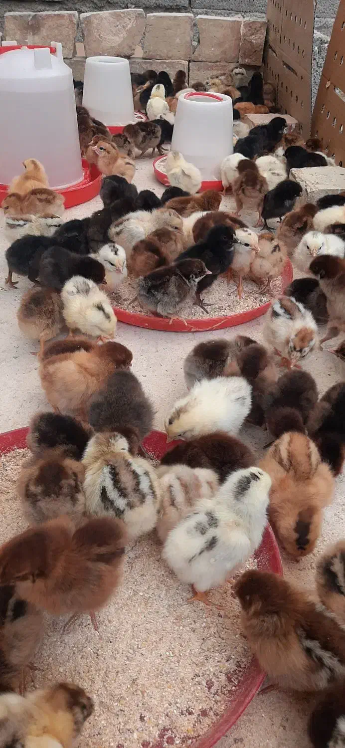 جوجه مرغ و خروس محلی رسمی گلپایگان تخم گذار|حیوانات مزرعه|تهران, مظاهری|دیوار