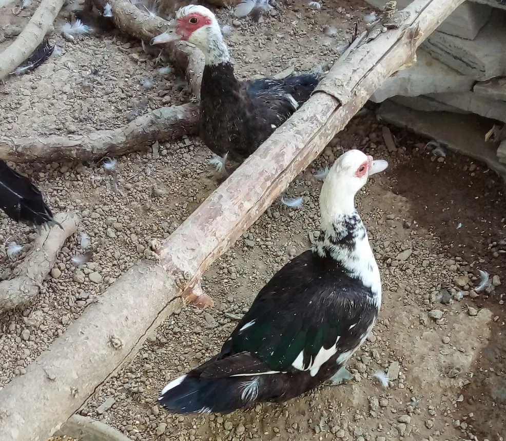 ۲عدد اردک اسرائیلی بدون سر و صدا تخم گذار|حیوانات مزرعه|تهران, شیخ هادی|دیوار