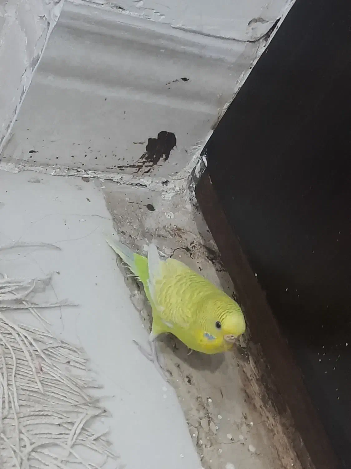 مرغ عشق ماده|پرنده|نهاوند, |دیوار