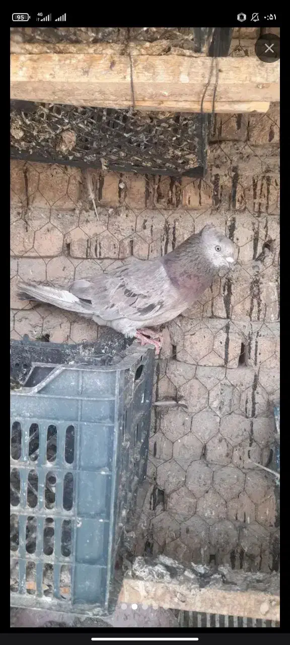 کفتر باخت داده|پرنده|اشنویه, |دیوار