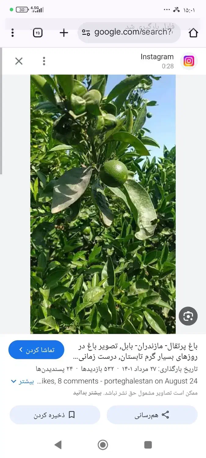 پرتقال تامسون|عمدهفروشی|بابل, |دیوار