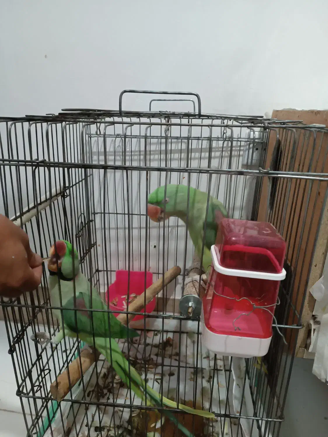 شاه طوطی مولد سخنگو|پرنده|سبزوار, کهنه آب|دیوار