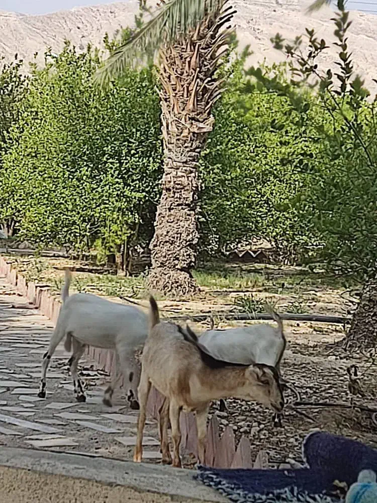 گم‌شدن چند راس بز جزیره ای|حیوانات|بندر کنگان, |دیوار