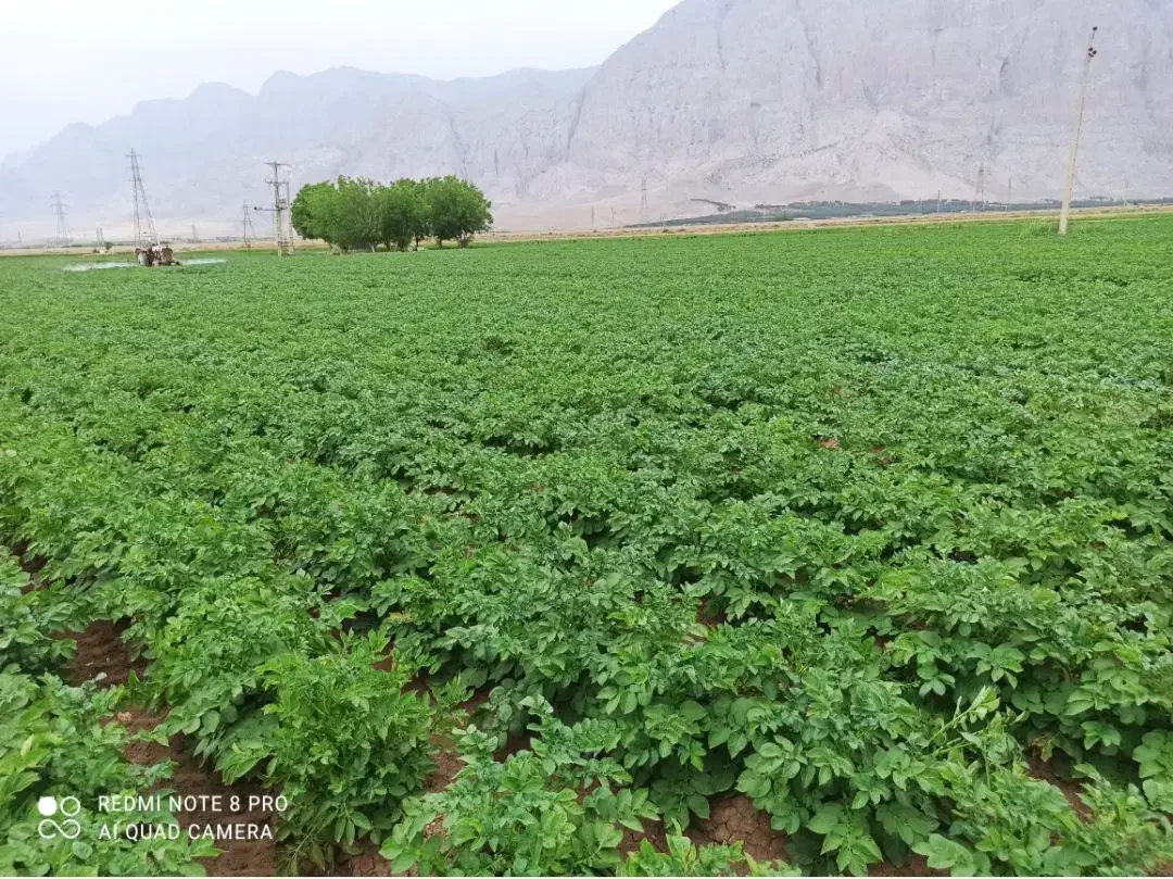 اجاره زمین زراعی|اجارهٔ دفتر صنعتی، کشاورزی، تجاری|بیستون, |دیوار