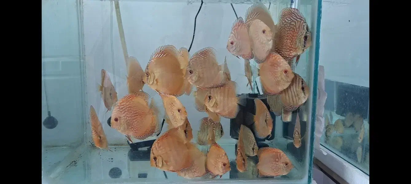 ماهی دیسکس گرید a|ماهی|کرمانشاه, |دیوار