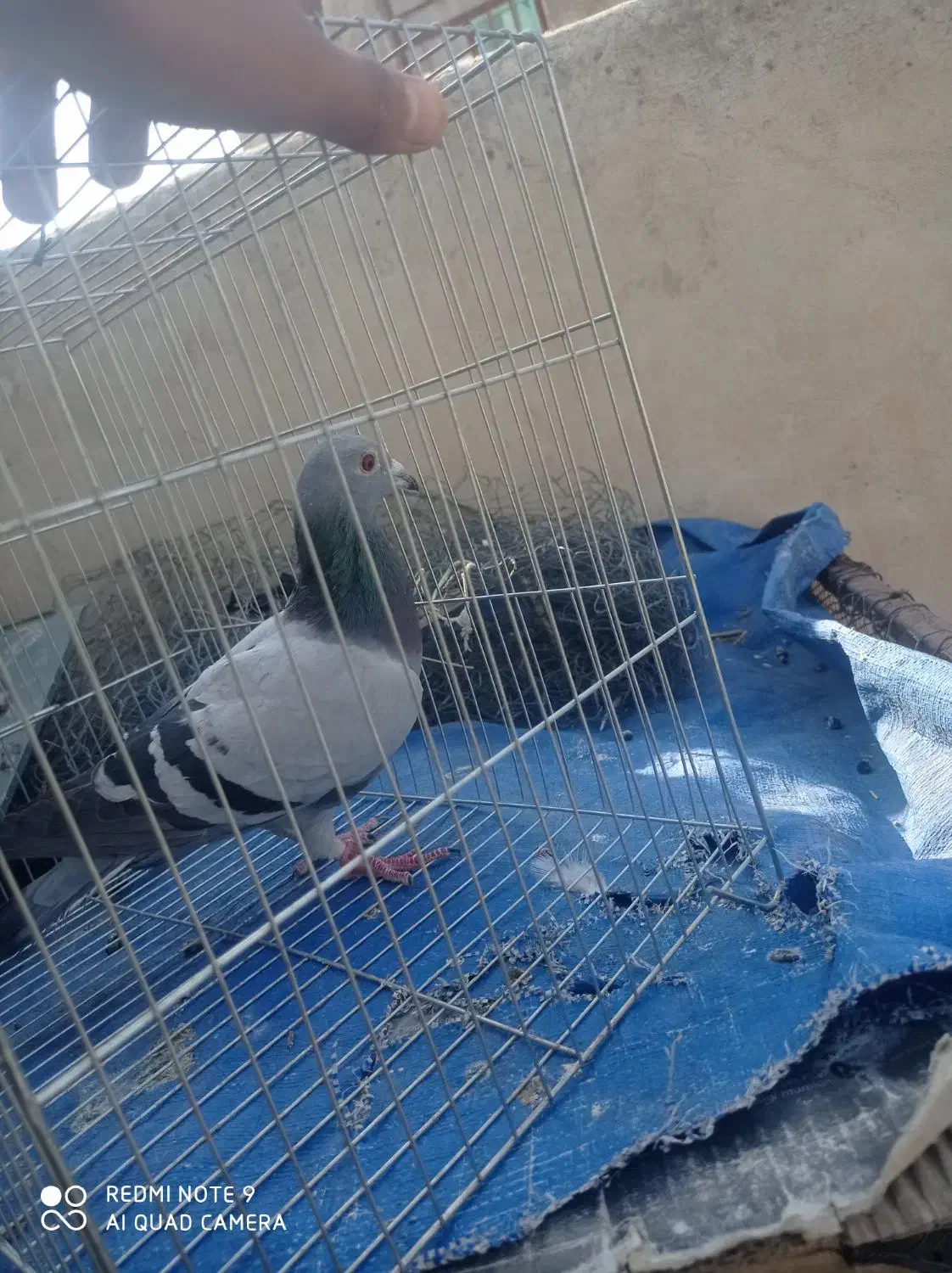 پلاکی ماده|پرنده|آبدانان, |دیوار