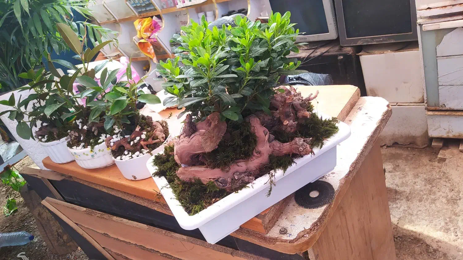 گل میخک بنسایی|گل و گیاه طبیعی|مشهد, امیر المومنین|دیوار