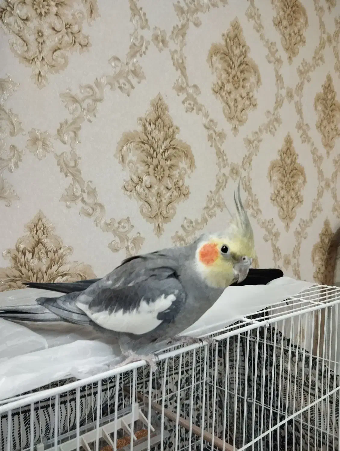 عروس هلندی آهویی نر یکساله|پرنده|مشهد, شهرک مهرگان|دیوار