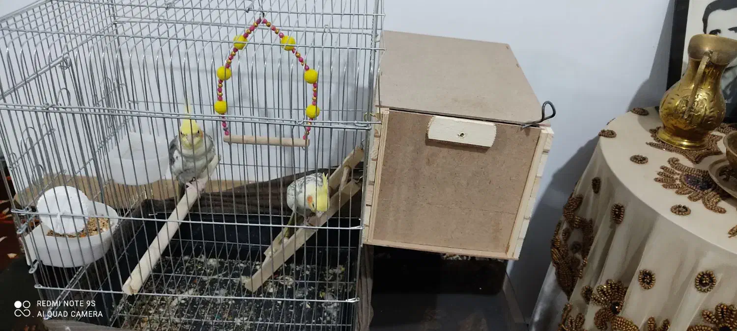 عروس هلندی|پرنده|فردیس, شهرک ارم|دیوار