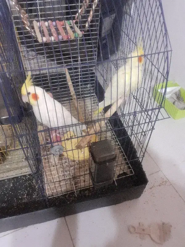 فروش عروس هلندی نرو ماده بالغ ۳ باری جوجه گرفتم|پرنده|چالوس, |دیوار