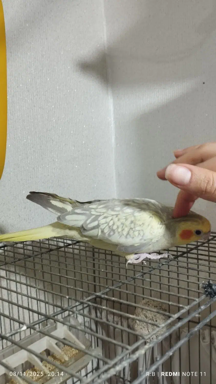 عروس هلندی 6ماهه|پرنده|تهران, پونک|دیوار